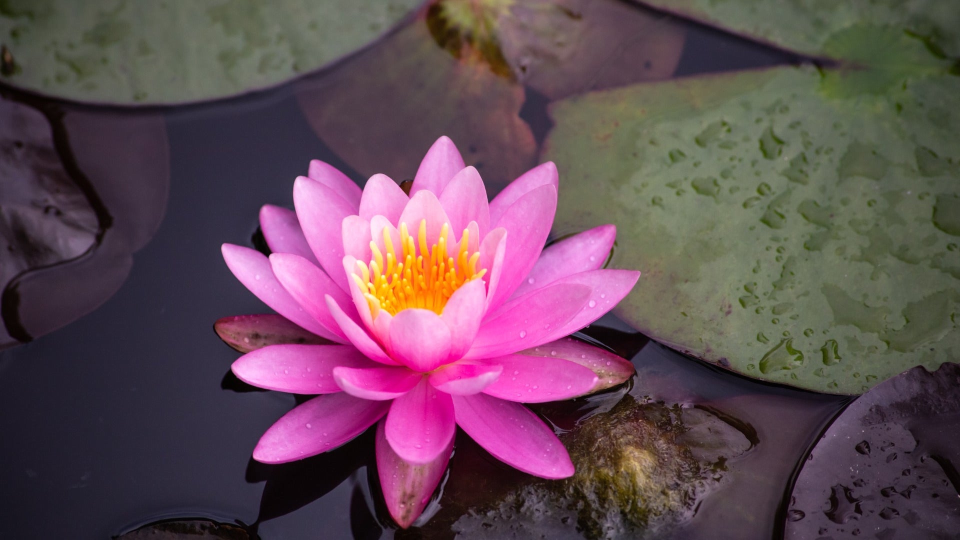 Lotusblume als spirituelles Symbol - Bedeutung für Reinheit, Erleuchtung und Transformation in der Esoterik